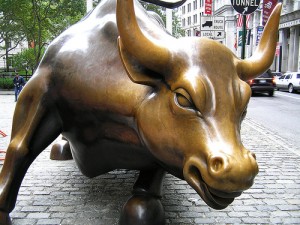 bull