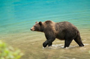 bear